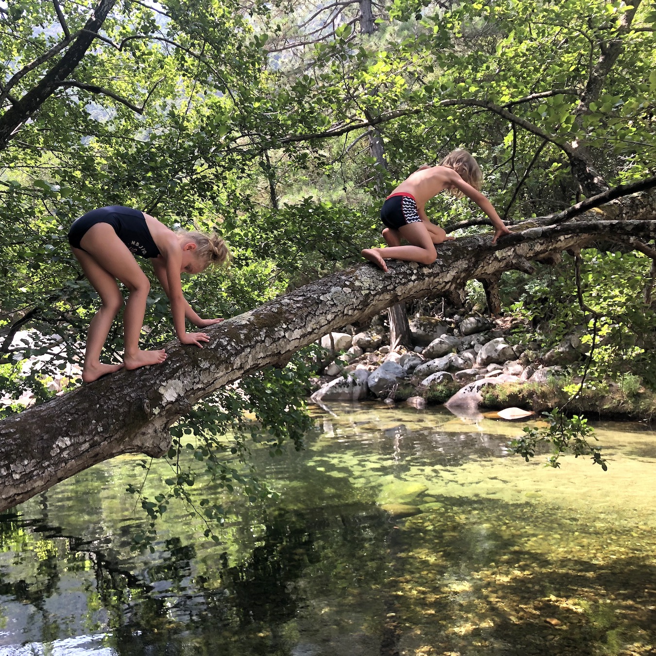 Corsican tree climbers