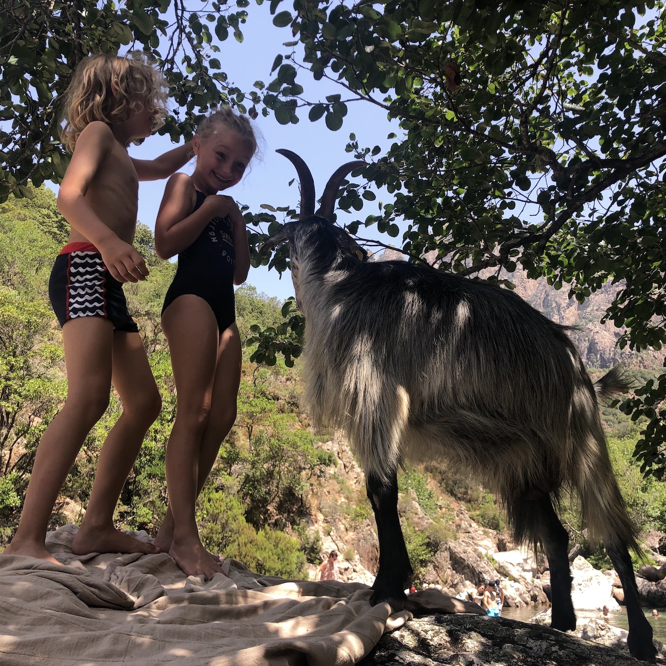 A visit from a goat